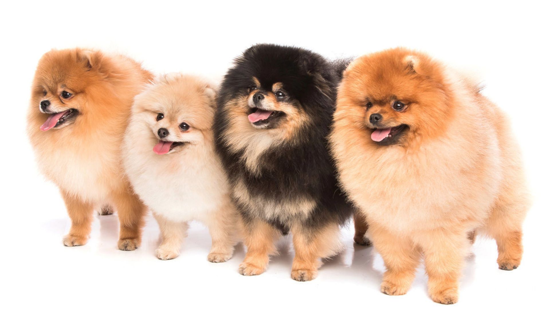 Особенности стрижки шпица