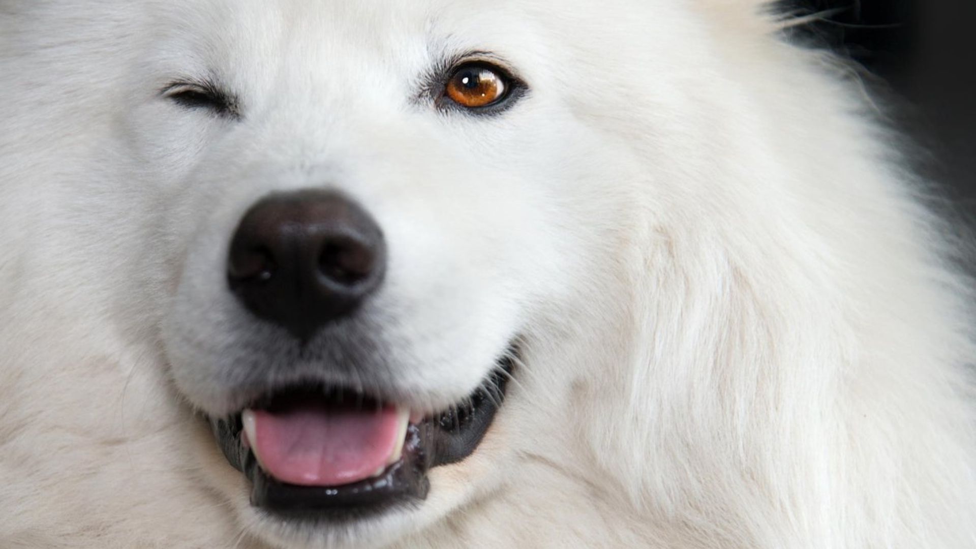 Уход за белыми собаками