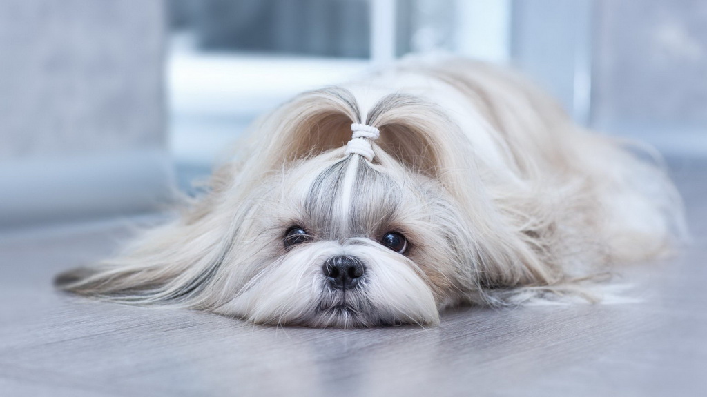 Стрижка ши-тцу: выбирайте, что больше нравится