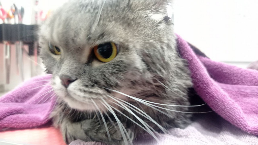 мыть или не мыть — вот в чём вопрос