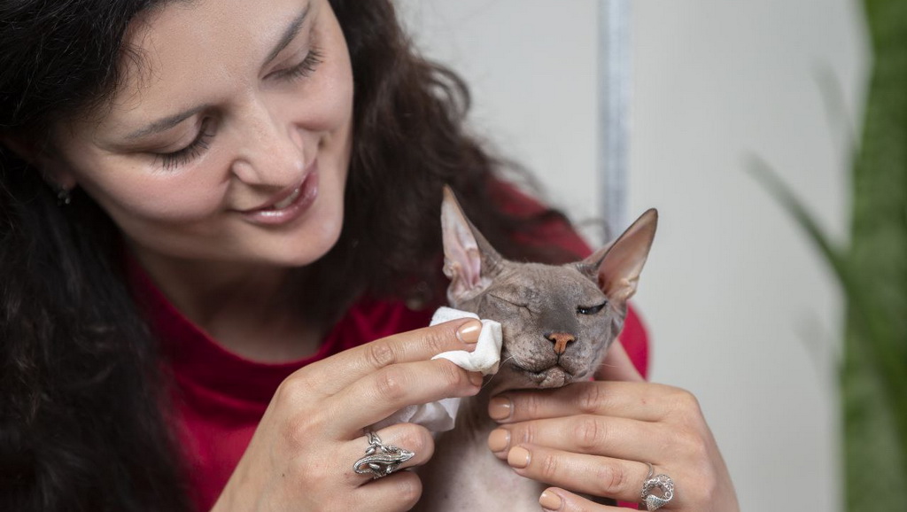 Уход за сфинксами