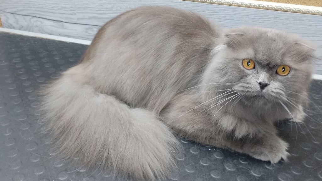 Шотландские кошки