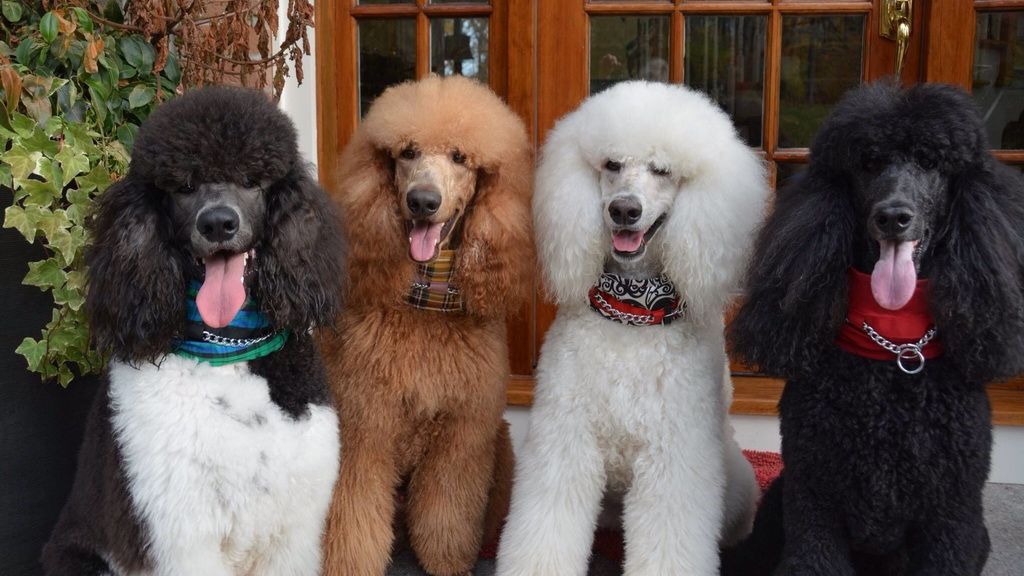 Правильный уход за шерстью пуделя