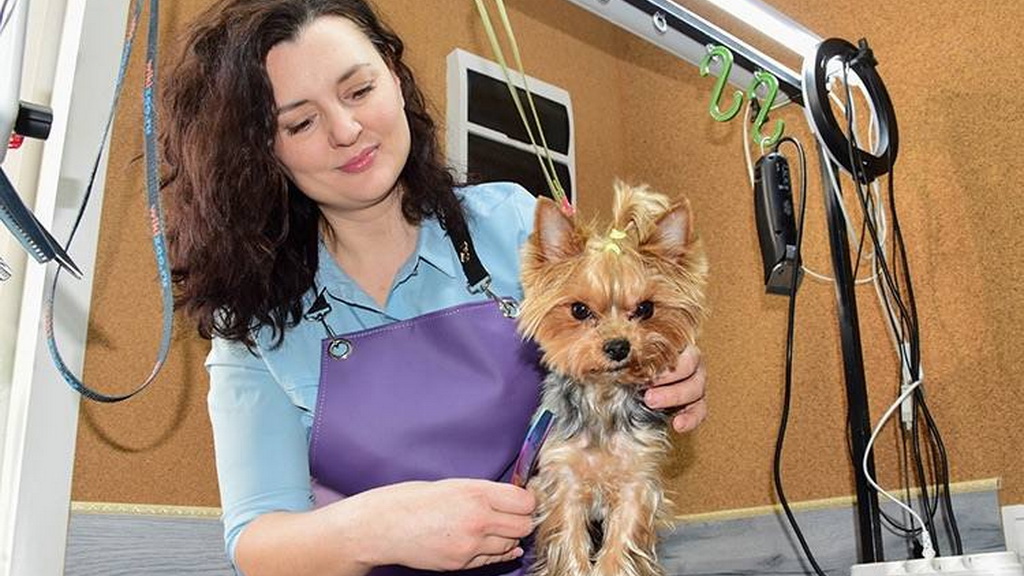 Йоркширский терьер: особенности породы и груминга