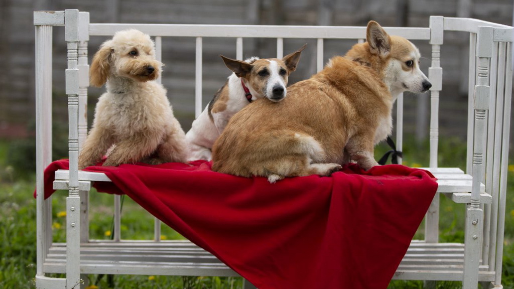 День открытых дверей в зоогостинице