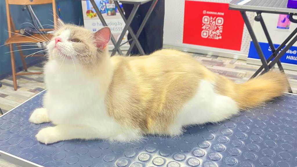 Мастер-класс по салонному грумингу кошек