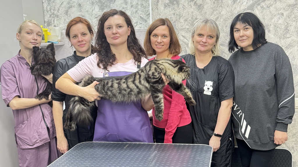 Мой мастер-класс по грумингу кошек