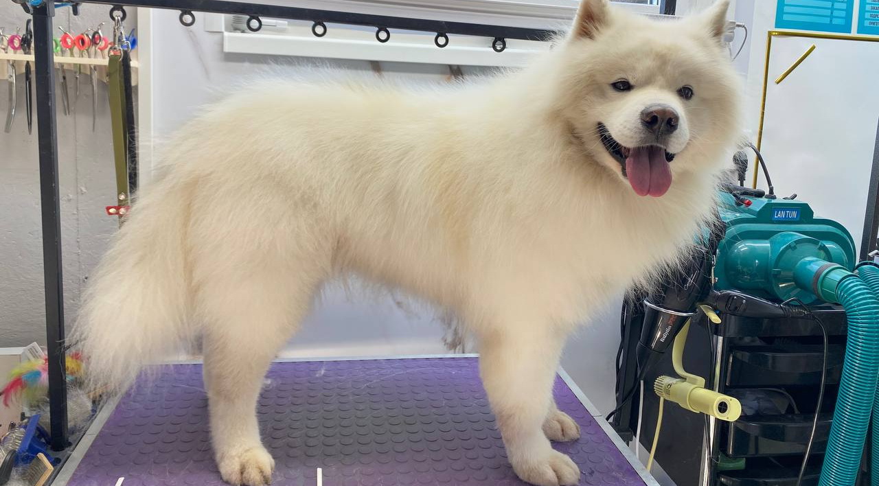 Груминг крупных собак в Гомеле